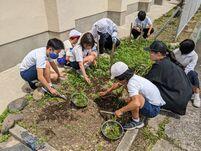 0514正門付近の草取(5月の文化学習部の取組).jpg