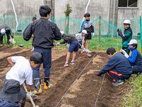 1211 じゃがいもの植えつけ①.jpg